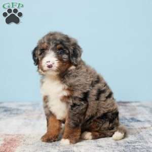 Cheif, Mini Bernedoodle Puppy